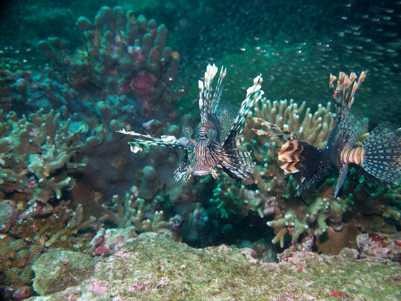 Lion Fish